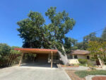 Before Tree Leaning on Driveway Cover.jpg