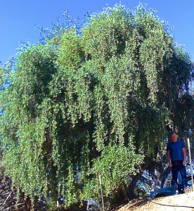 Screen Shot 2013-05-23 at 6.41.37 AM