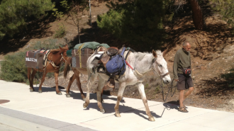 John Sears, 65, with his mules “Little Girl,” “Lady” and “Pepper.”