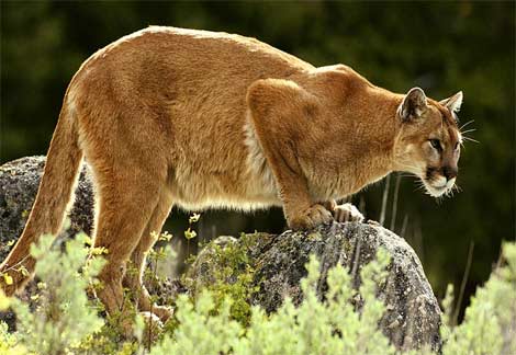 mountain lion