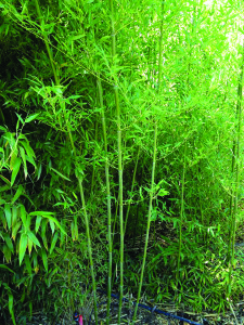 Paso Bamboo