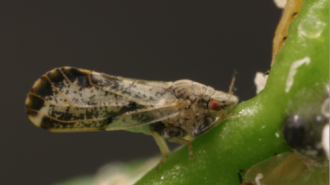 Asian citrus psyllid
