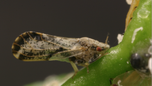 Asian citrus psyllid