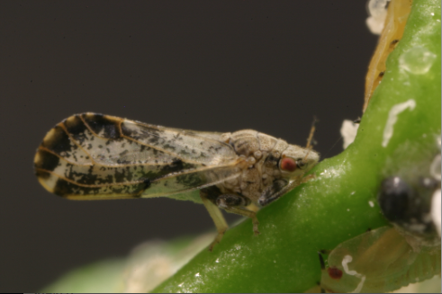 Asian citrus psyllid