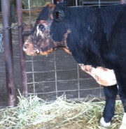 burnt FFA steer