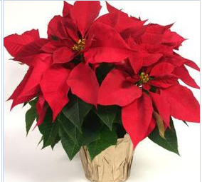 poinsettias