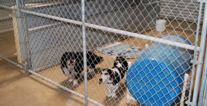Rocky Canyon Kennels