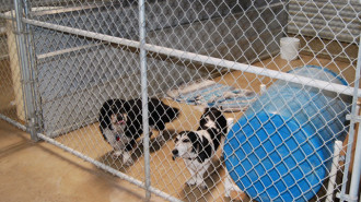 Rocky Canyon Kennels