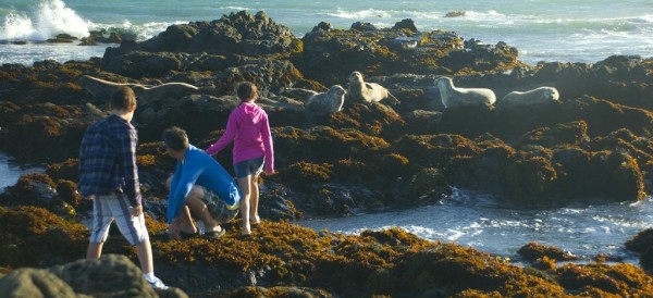 Cambria Inns offers a collection of distinct boutique hotels near Moonstone Beach with its beautiful tide pools.