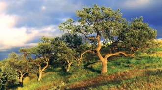 arbor day paso robles