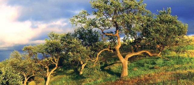arbor day paso robles