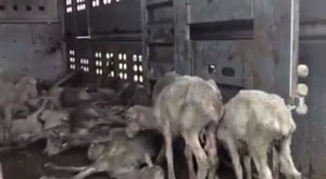 Animal abuse heritage ranch?