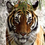 Atascadero-Zoo