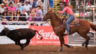 rodeo at Mid State Fair