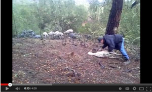 Sheep video animal cruelty abuse sheep heritage ranch