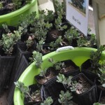 Arbor Day 062