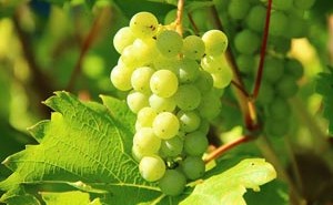 wine speak paso robles