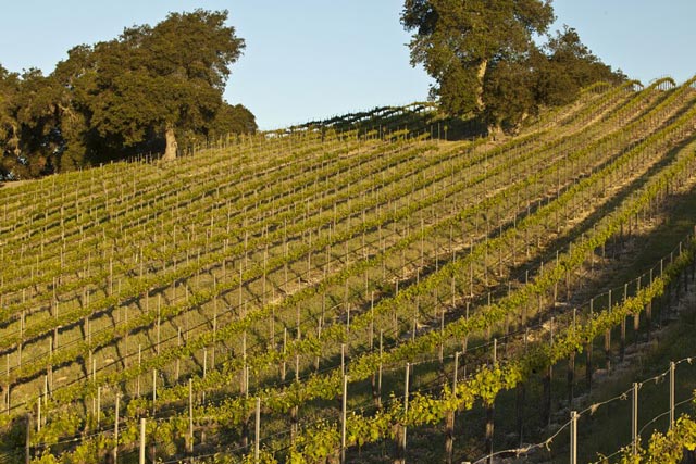 vineyards & wineries, Paso Robles, investors