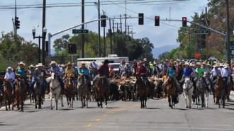 CMSF, Cattle Drive