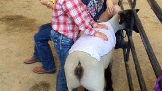 California Mid-State Fair Junior Livestock Auction