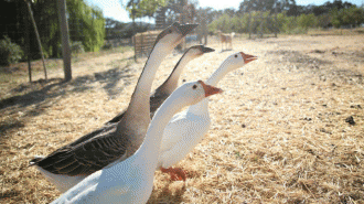 Jack Creek Farms mountain lion killing