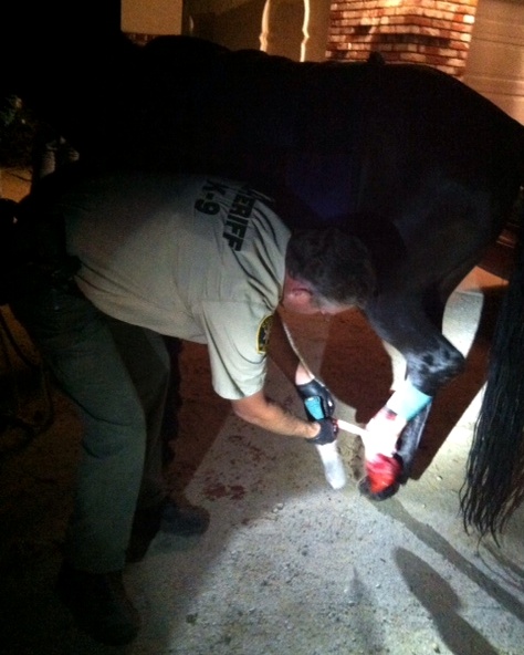 SLO County Sheriff, Cupid the hors