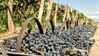 best-zinfandel-in-Paso-Robles