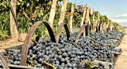 best-zinfandel-in-Paso-Robles