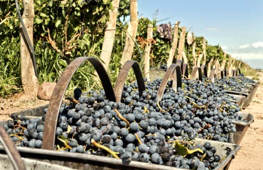 best-zinfandel-in-Paso-Robles