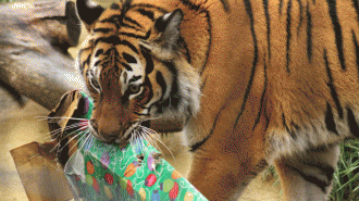 Zoo Holiday Magic Atascadero