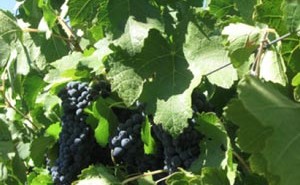 vineyards for sale