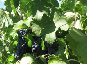 vineyards for sale