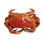 Crab Feed