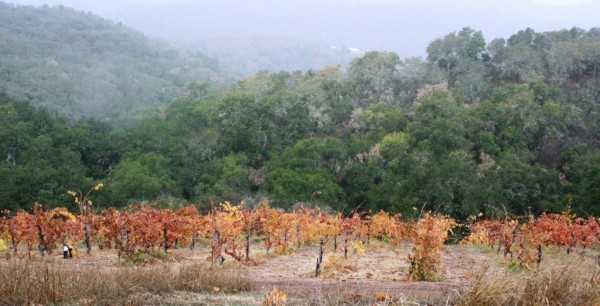 Alta Colina Vineyard.