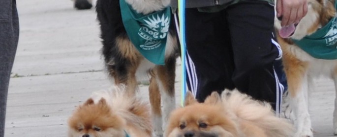 Dog Jog