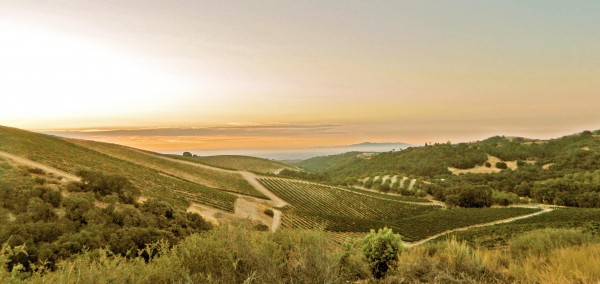 Sunrise over HMR vineyard