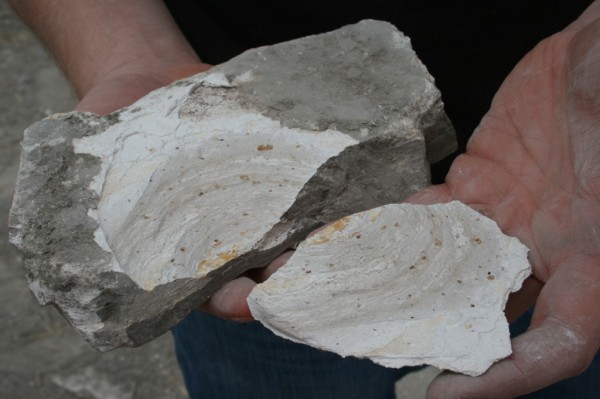 Calcareous shale at Tablas Creek.