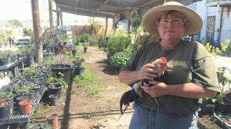 The Tree Man nursery Paso Robles
