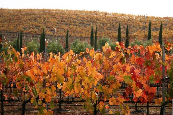 Lone Madrone vineyard.
