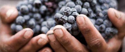 paso-robles-wine-grape-growers