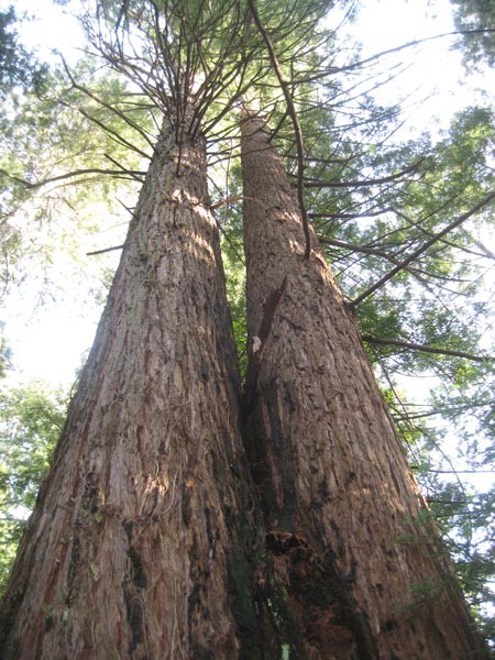 Big Creek Lumber