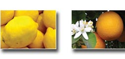 Citrus