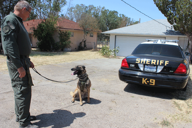 K-9 training Paso Robles