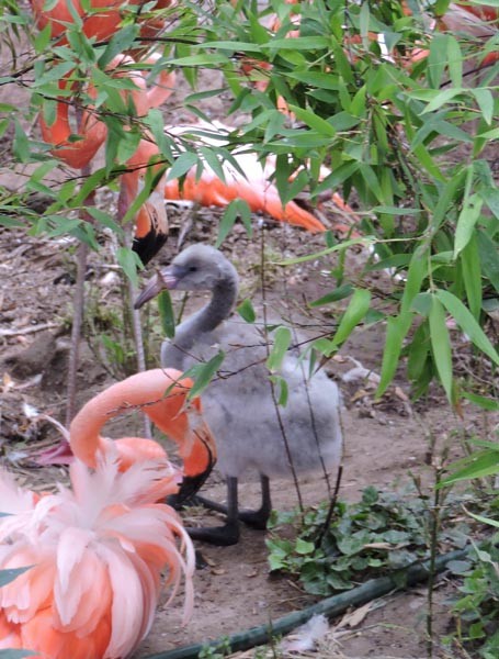 The zoo's new baby flamingo.
