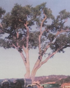 Sudden Oak Death disease