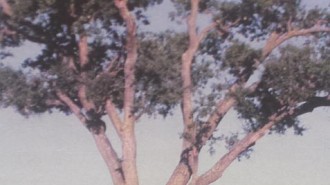 Sudden Oak Death disease