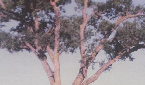 Sudden Oak Death disease