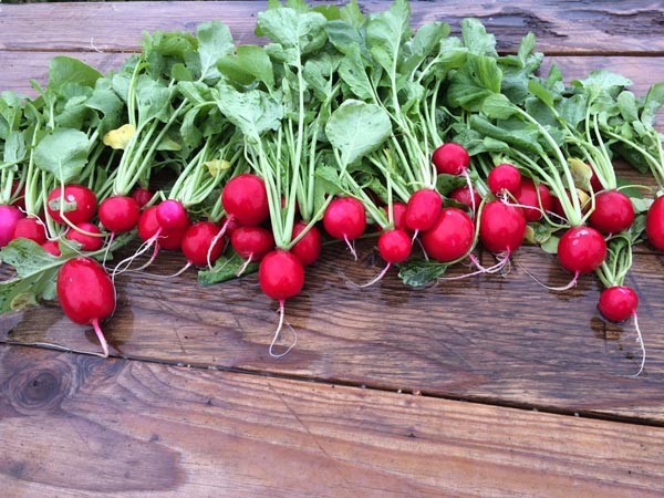 Photo from www.templetonvalleyfarms.com.