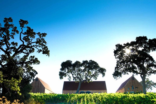 Treana-Vineyard-8657_web