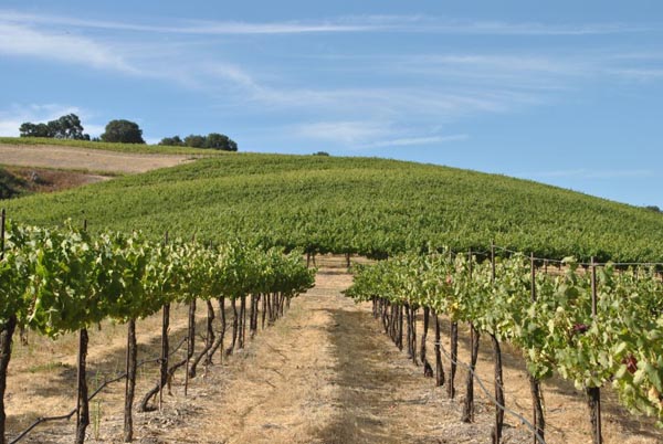 Photo from Midnight Cellars.